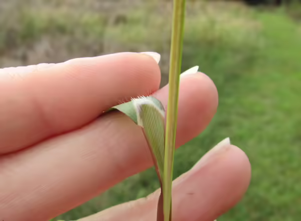 hand holding leaf blade back from stem
