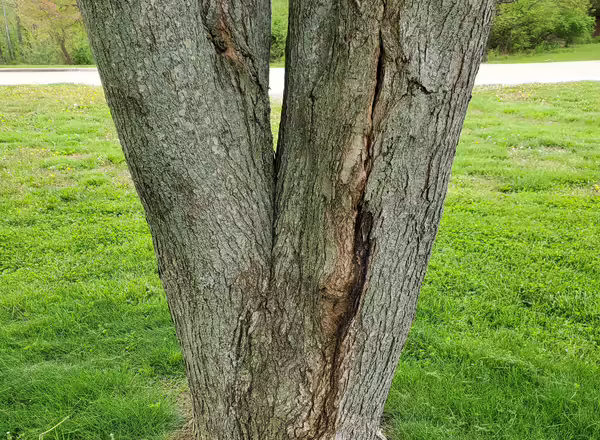 A split codominant. 