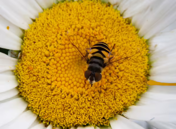 Syrphid fly on daisy flower