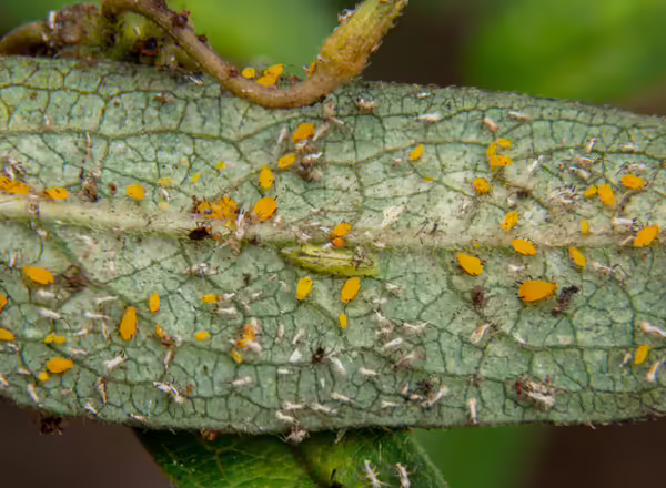 green syrphid fly larva within an aphid colony on a leaf