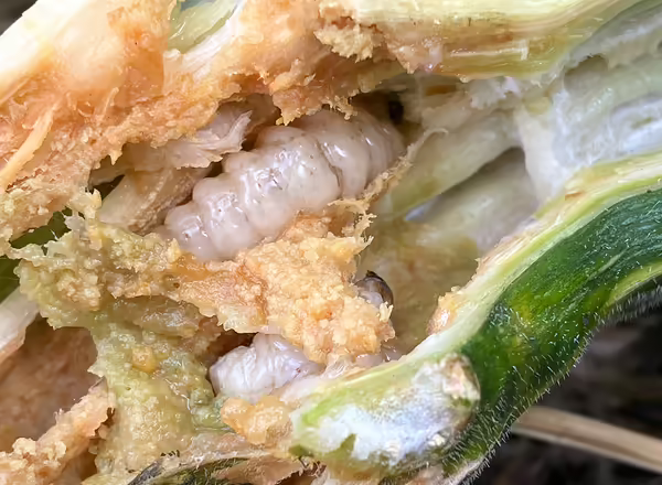 two cream colored insect larva inside the stem of a pumpkin vine 