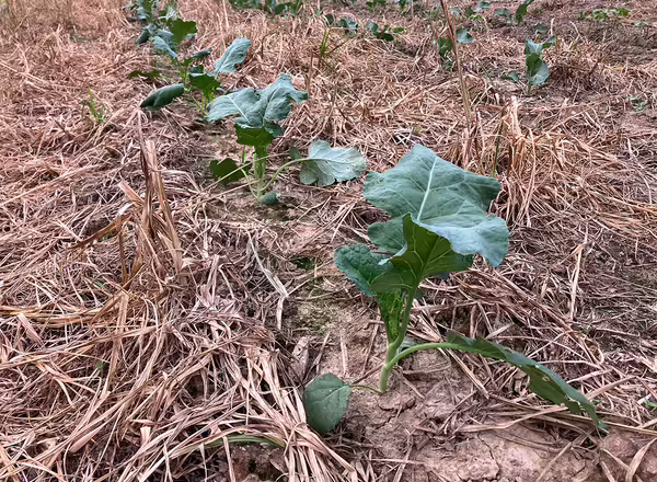 row of green broccoli plants growing in a field with a brown plant residue covering the ground