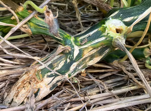 green stem of pumpkin vine with a distinct hole in the stem