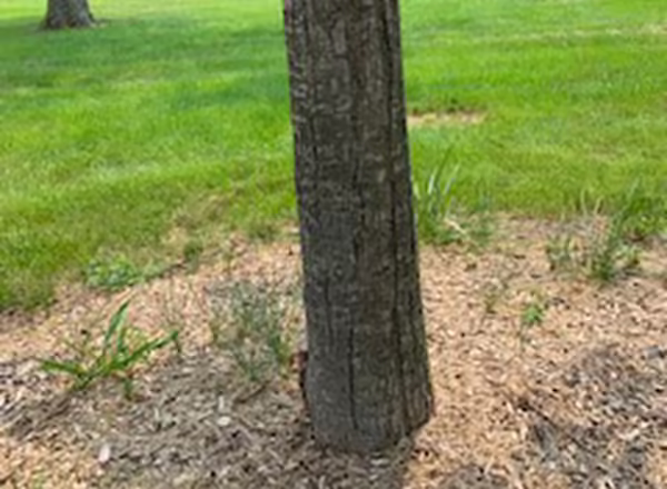 A tree planted too deeply. 