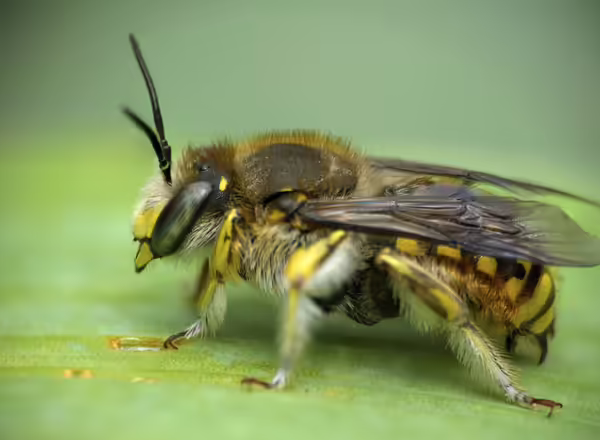 wool carder bee on a leaf