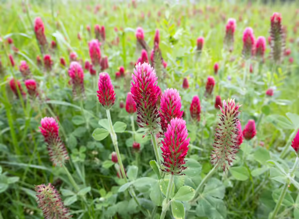 Crimson clover plants
