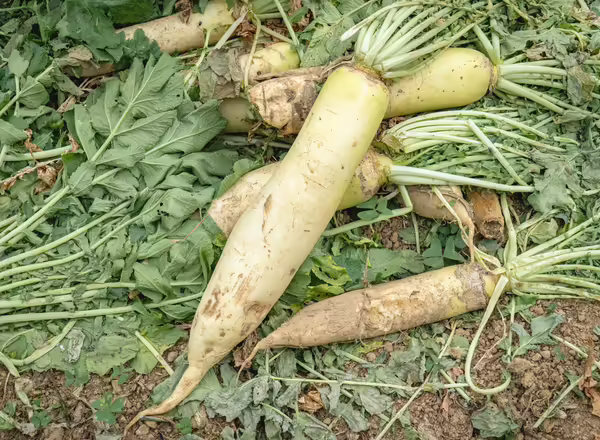 Tillage (daikon) radishes that have been harvested