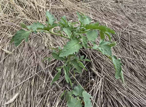 Tomato planted in cereal rye cover crop