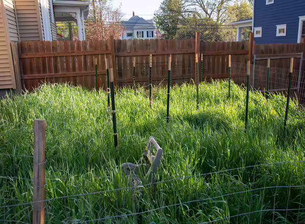 Cereal rye cover crop growing in a garden
