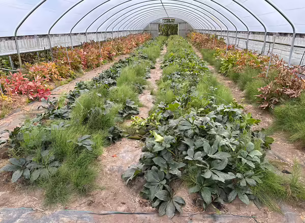 flower foliage plants grown in a high tunnel