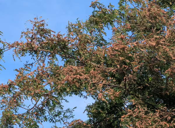 Mimosa Weborm 