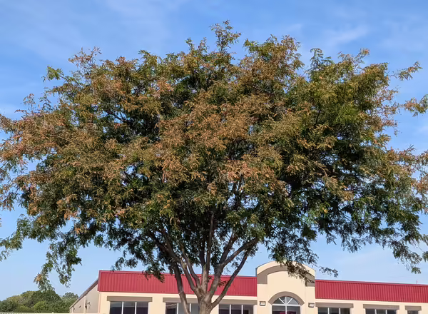 Mimosa Weborm 