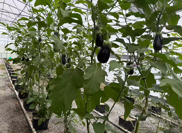 eggplants growing up a trellis with black fruit
