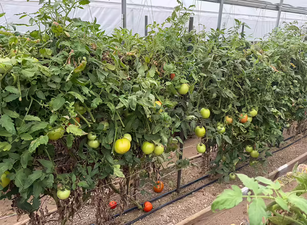 tomato plants with green fruit growing in a row inside a high tunnel