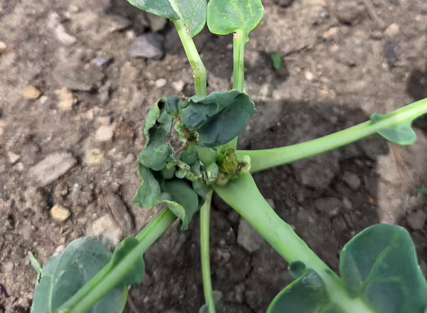 distorted leaves and twisted center of collard plant