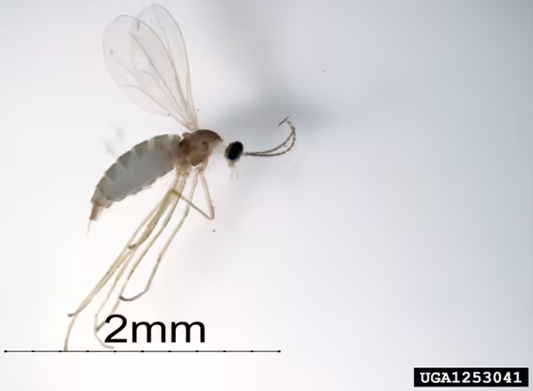 small adult fly-like insect