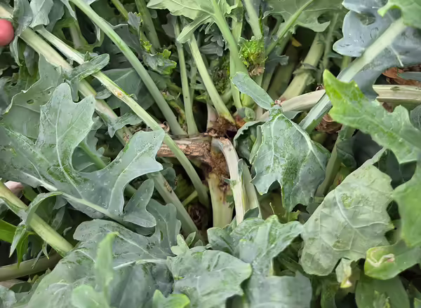 central part of a green kale plant brown and dying