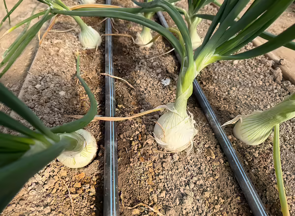 a group of onions growing in a raised bed with two black irrigation tubes running beside them