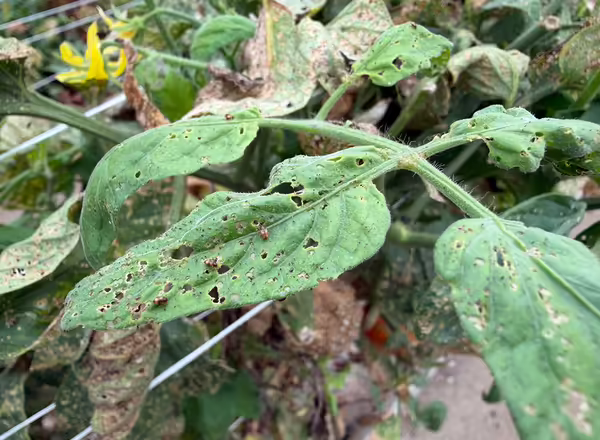 tomato leaves with pin holes from insect feeding and insects on the leaves