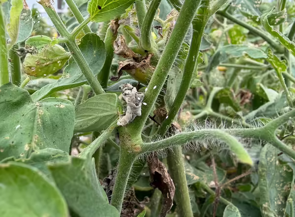 green tomato plant with tiny white insect eggs attached to plant by thin strings