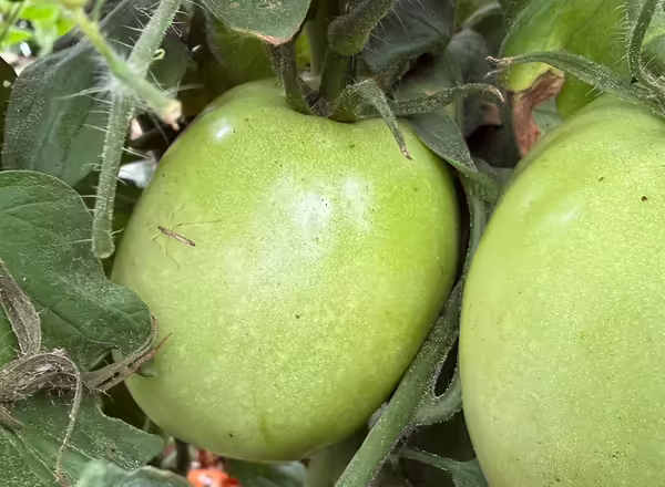 insect on green tomato fruit