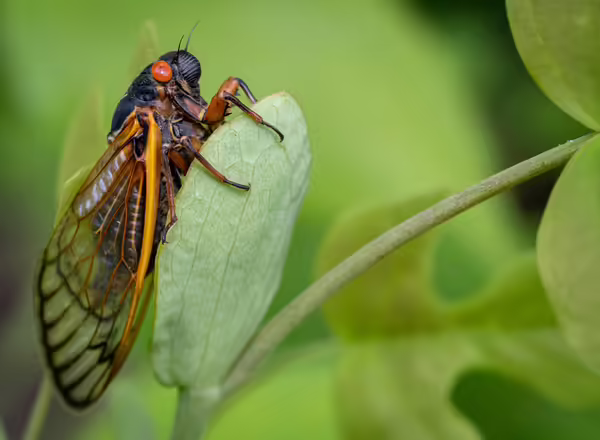 cicada 