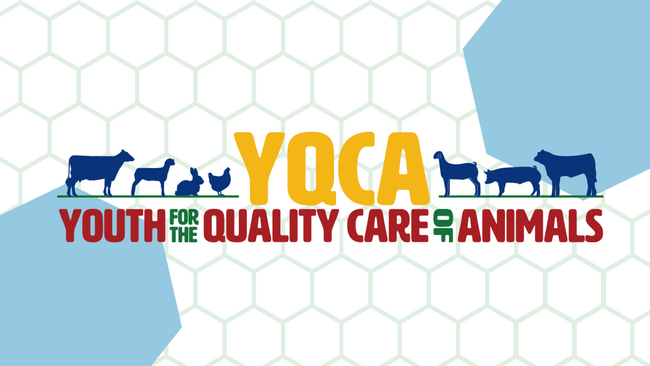 YQCA - Youth for the quality care of animals