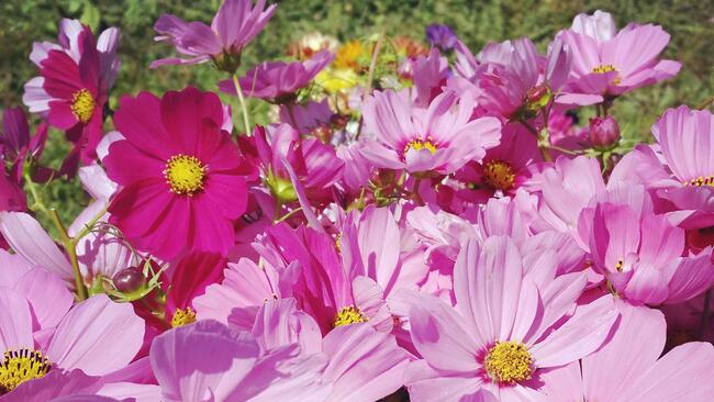 pink petalled flowers with yellow center