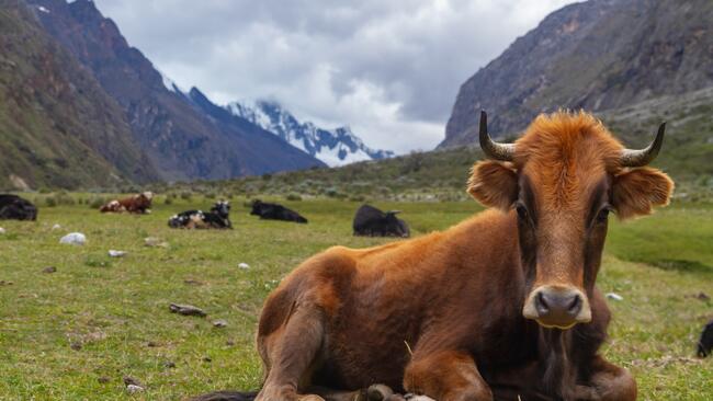 An animal on a farm.