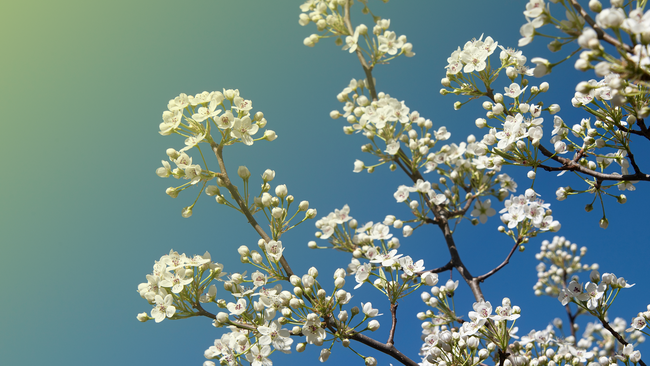 White blooms against a blue sky with a hint of yellow fade overlayed on the corner