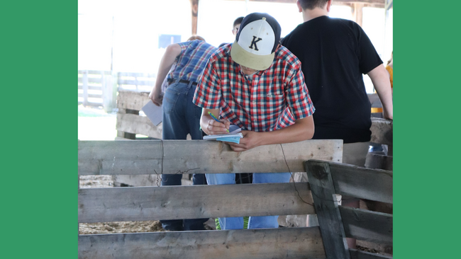 youth participating in livestock judging