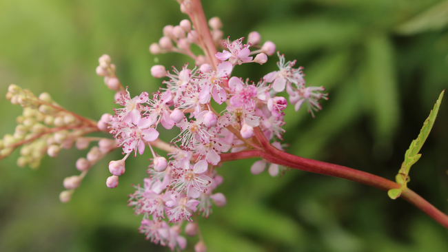 A single stalk of pink blossoms against a green blurred background