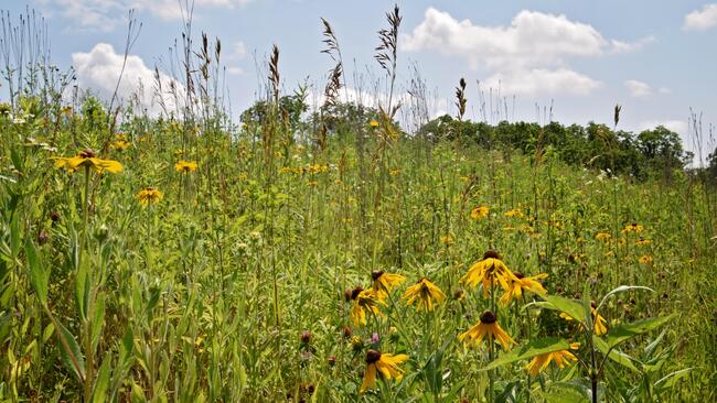 blooming flowers in prairie