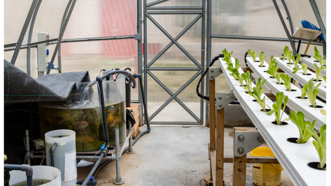 Aquaponic plants growing in greenhouse