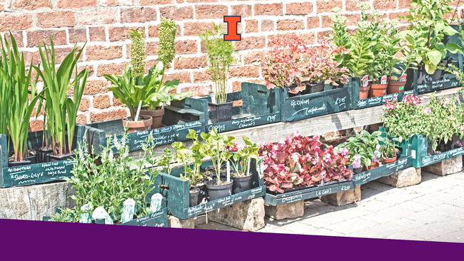 Plants in plastic containers being displayed outside.