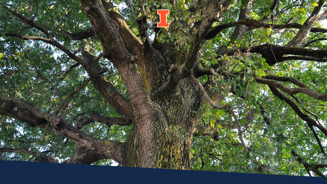 Look up through an oak tree.