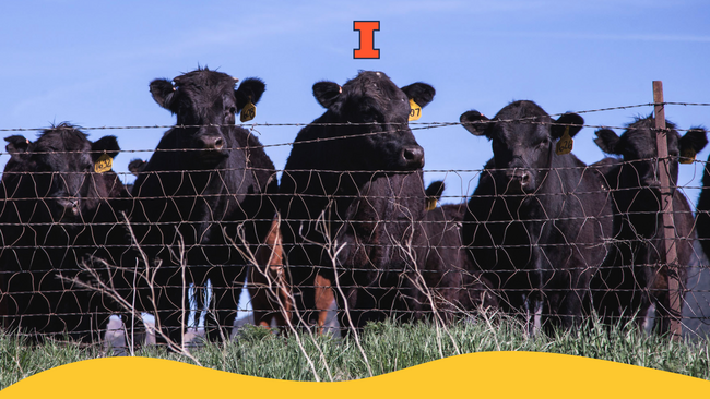 A heard of cows inside a fence.