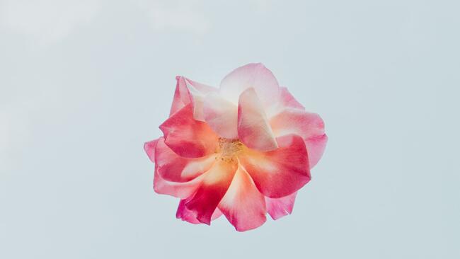 pressed pick pansy flower