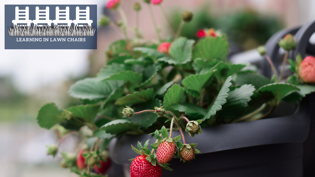 strawberries planted in a pot