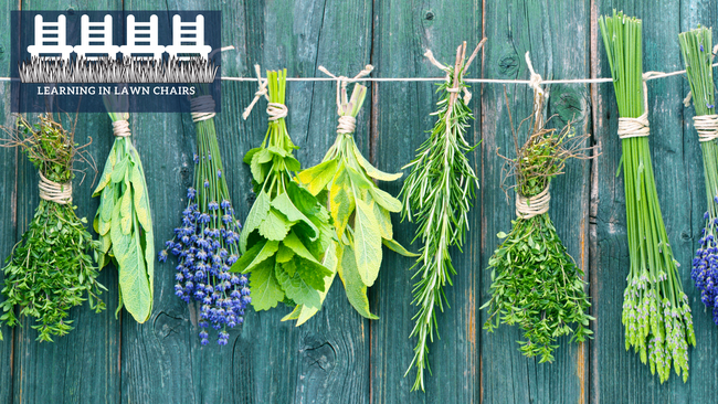 herbs hanging on the wall drying