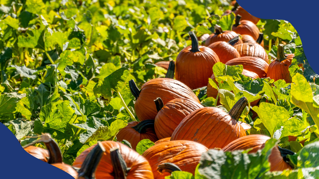 Pumpkins in a field