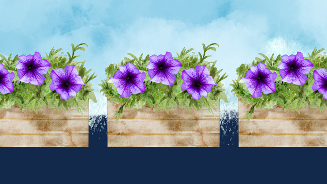 brown planter boxes with purple flowers