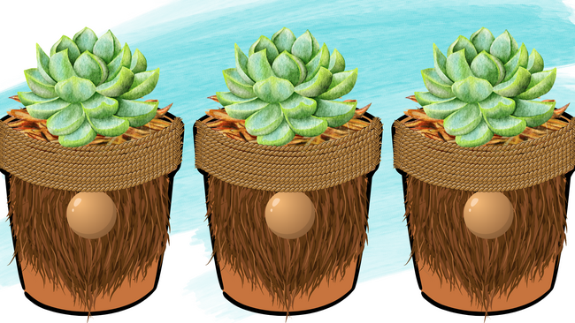 brown planters with green plant