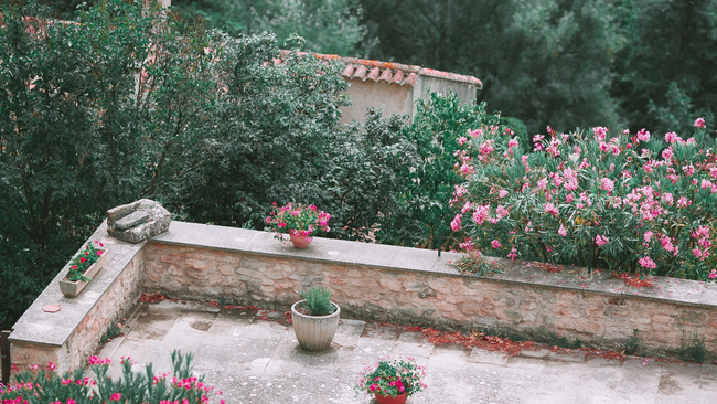 An outdoor garden