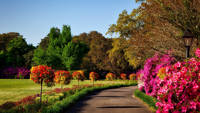 A colorful garden