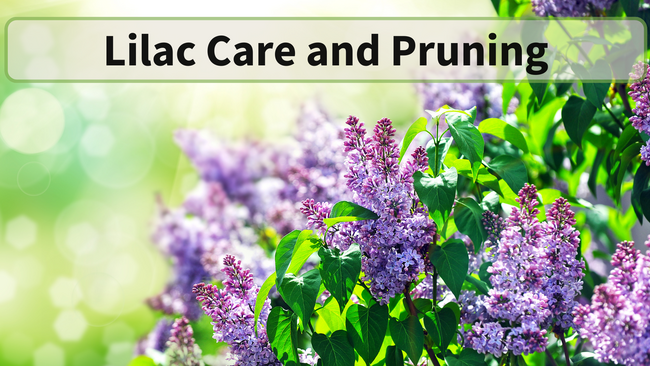 Lilac in bloom