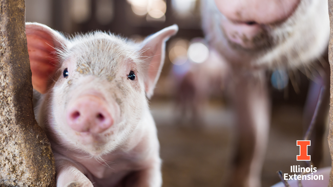 Piglet