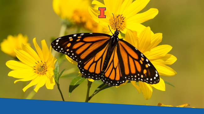 A monarch butterfly feeding from a yellow plant.