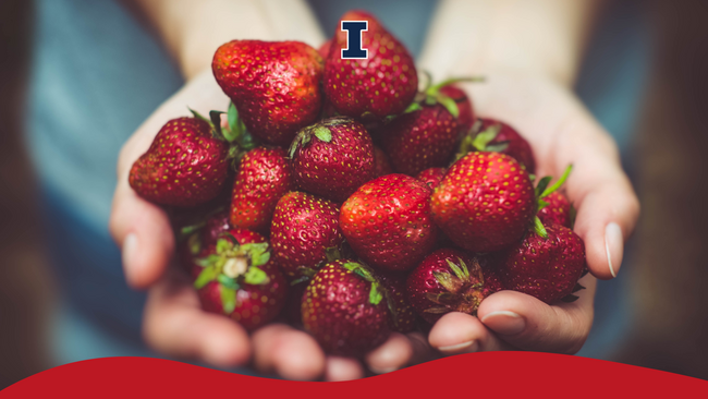 Hands together holding a bunch of strawberries.