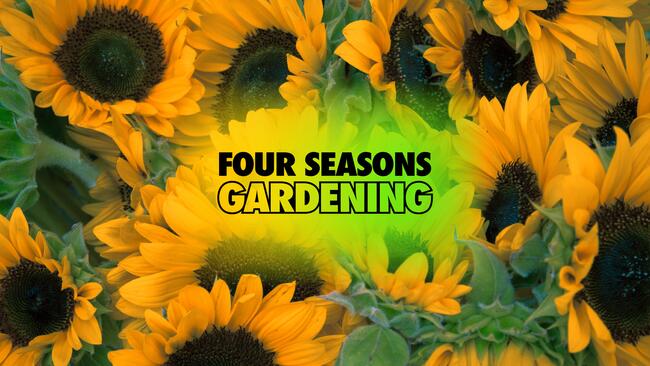 Group of yellow sunflowers with text overlay reading Four Seasons Gardening